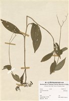 藏品(臺灣油點草)的圖片